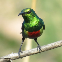 Beautiful Sunbird